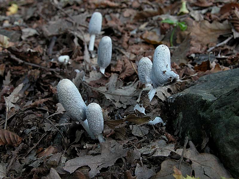 Due giorni di raccolta in 20 foto